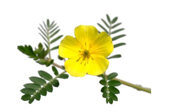 Gluconol-ek Tribulus terrestris dauka