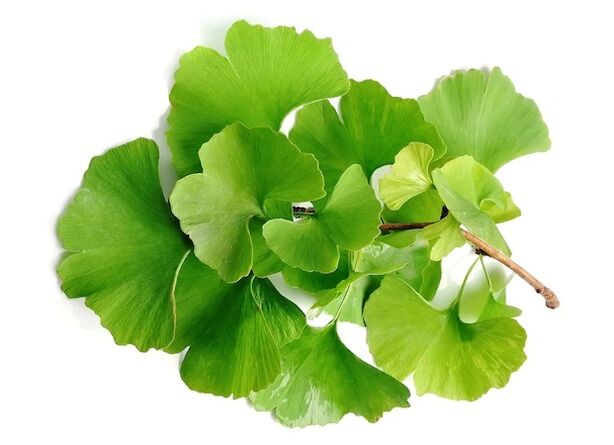 Gluconolek ginkgo biloba dauka